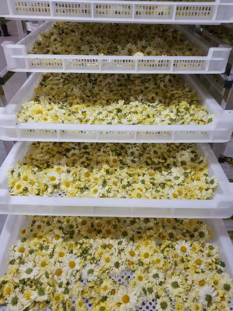 菊花烘干工艺技术与方法-效果