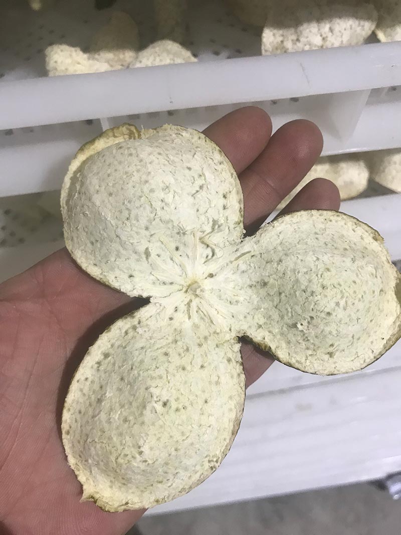 新会陈皮烘干工艺-45℃低温烘干技术