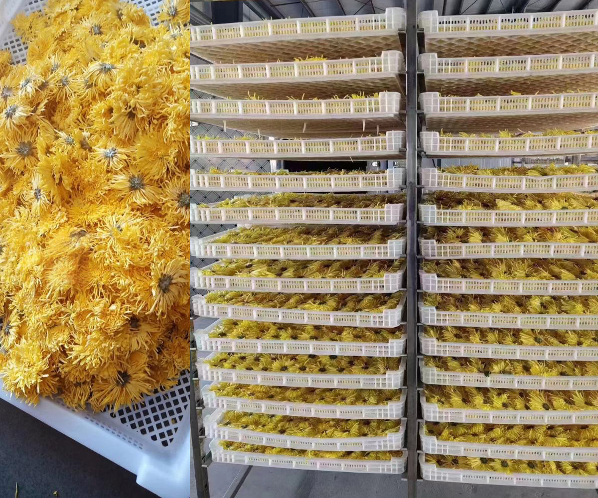菊花烘干工艺步骤