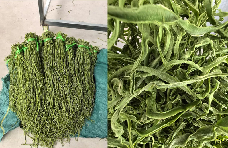 空气能干燥设备烘出来的高品质贡菜