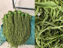 空气能贡菜烘干设备-低温高效除湿烘干机,高品质蔬菜脱水设备